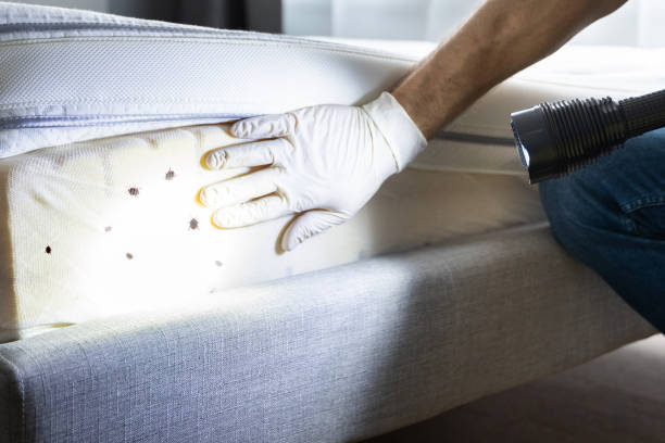 Best Wasp Removal Services  in Dora, AL