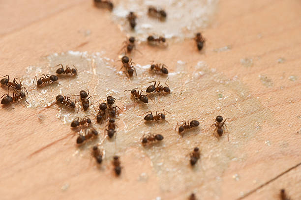 Professional Pest Control in Dora, AL