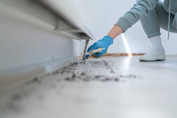 Best Local Pest Control Services  in Dora, AL
